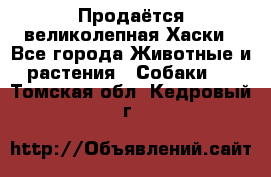 Продаётся великолепная Хаски - Все города Животные и растения » Собаки   . Томская обл.,Кедровый г.